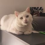 stanley-