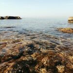 Gogi-1