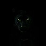 Panter