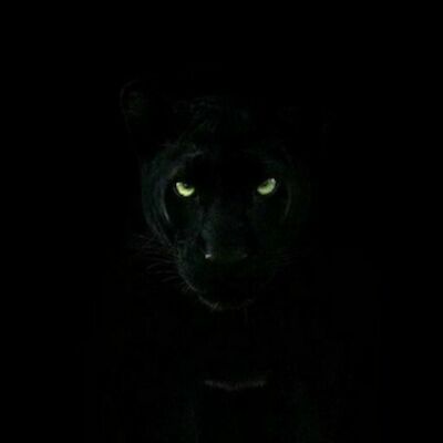 Panter