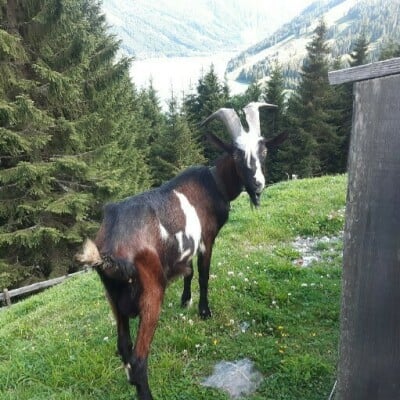 Johann62