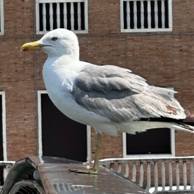 Armando-3